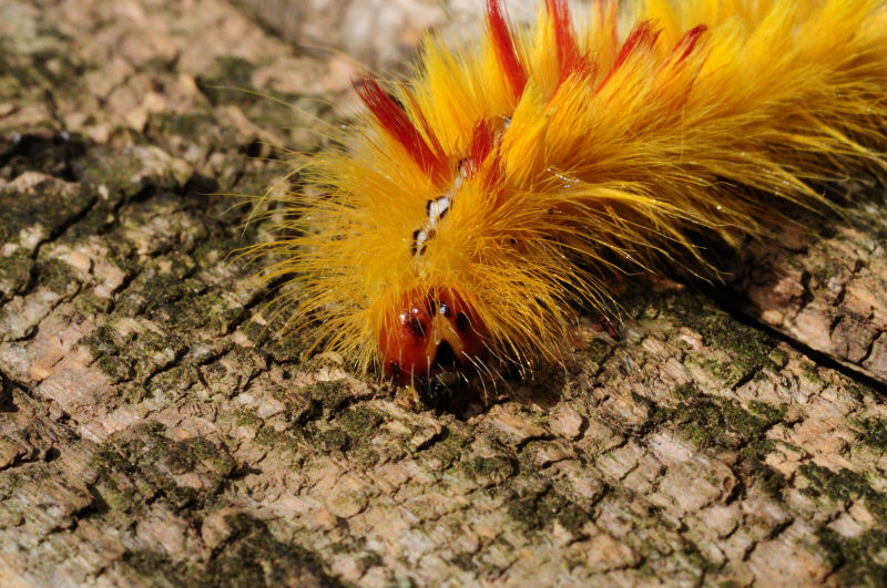 Bruco di Acronicta aceris